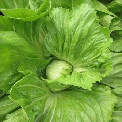 Packed Mustard Seeds, Big Meat Cabbage, Mustard Seeds, Pickled Vegetable Buns, Easy to Grow Delicious Vegetable Seeds, Packed Mustard Seeds 100g