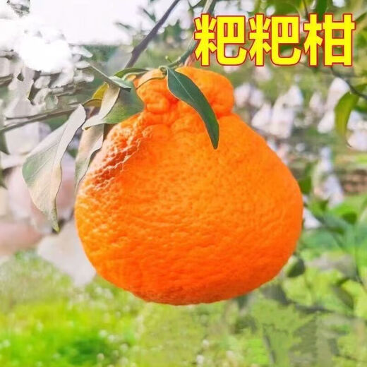 Authentic Sichuan Chunjian tangerine seeds, fruit tree dada tangerine, southern ugly tangerine seeds, planted in the north and south, tangerine seeds, two packs of about 20 pieces