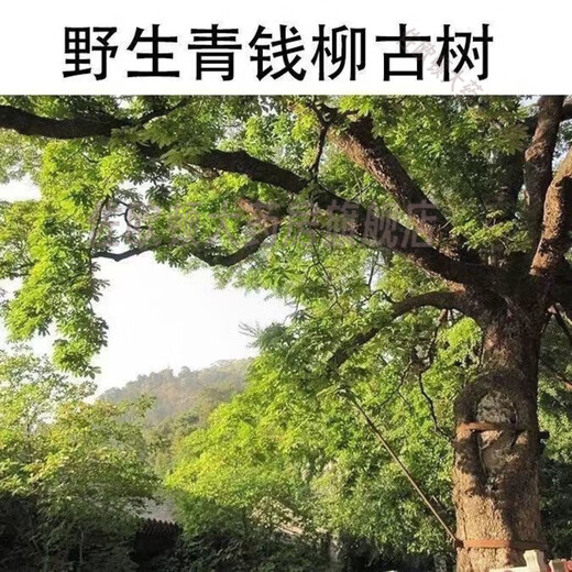 同仁堂（TRT）青钱柳旗舰旗舰店【植物之王】江西修水产地原生态青钱柳茶旗舰店 1罐1m·g青钱柳500····克 活动中+抢购