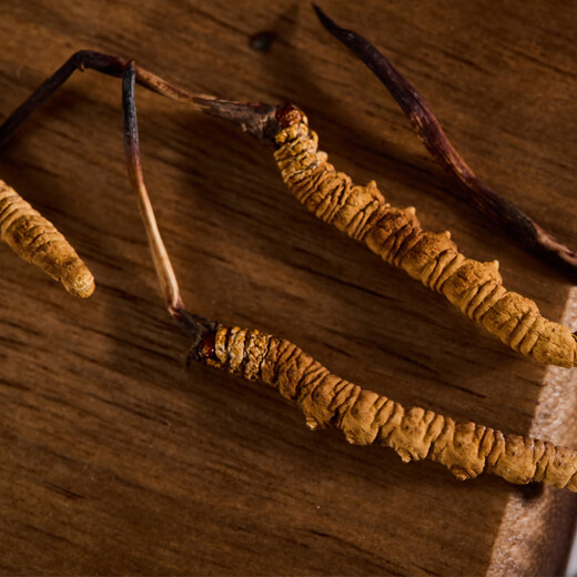 Guancaigui [Naru, Tibet] Wild Cordyceps Zuckerzucker -Nahrungsergänzungsmittel für ältere ältere Ernährungsbox Cordyceps Geschenk Praktische Klasse Grade Grade Grade Grade Grade Grade Grade Grade Grade Grade Grade Grade Grade Grade Grade Grade Grade Grade Grade Grade Grade Grade Grade Grade Grade Grade Grade Grade Grade Grade Grade Grade Grade Grade Grade Grade Grade Grade Grade Grade Grade Grade Grade Grade Grade Grade Grade Grade [etwa 2 Wurzeln] 10 Gramm 20 Wurzeln Home Pack