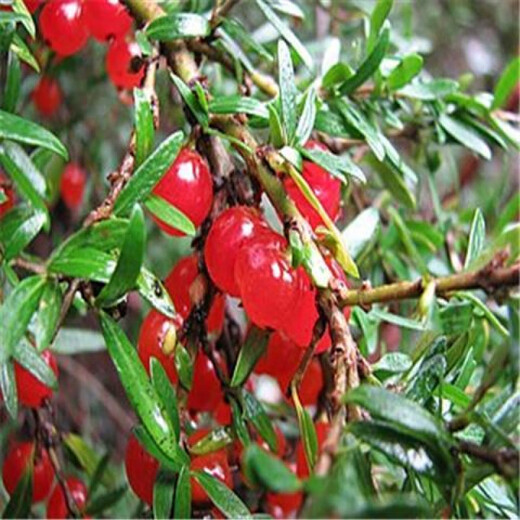 Opalberry, an Australian edible berry. Stenophyllum berries. Three varieties of native berries are very difficult to germinate. 5 small-flowered opalberries.