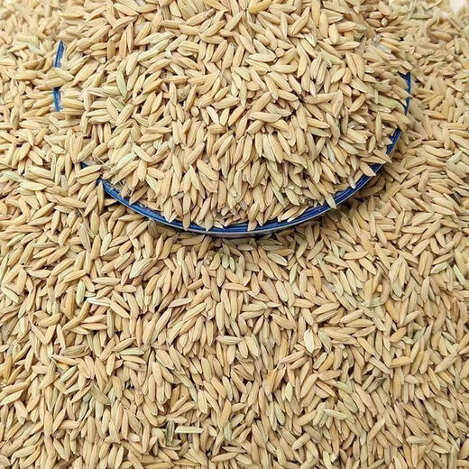 Feeding grains for chickens. Brother Jun feeds chickens. Cheap rice, new rice, rice for chickens, pigeons, fighting cocks, hamsters and duck food. 0.6Jin Jin is equal to 0.5kg 0.3KG