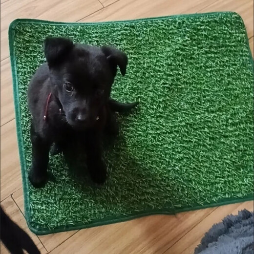 Pet Lawn Dog Toilet Lawn Urgent Mat Courtyard Artificial Lawn Pet Supplies Balcony Decoration Cutout Large (70*46cm)