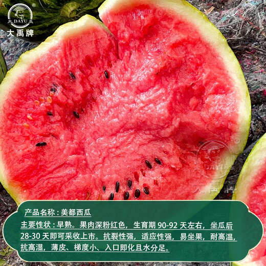 Dayu Lazy Man Watermelon Seed Seedlings Extra Large Suitable for Early Maturing Lazy People in the South 8424 Kirin Melon Meidu Seedless Fruits and Vegetables Meidu Watermelon Seeds 600 capsules/barrel Kirin Melon