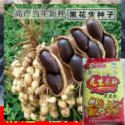 Black peanut seeds, sown in spring and summer, purple and black peanut seeds, black seed peanuts, original peanuts for field use, net weight in shell, Jin Jin equals 0.5 kilograms, 1000 grams