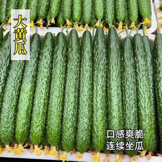 Mini fruit cucumber seeds, heat-resistant and high-yield, spring and summer small cucumber seeds, four-season balcony potted vegetable seeds, 18 large cucumber seedlings