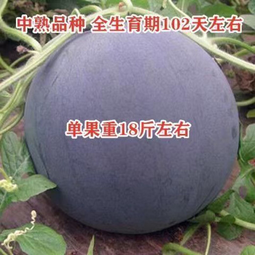 True seedless black crown seeds, black skin and red flesh, seedless watermelon seeds, extra large, super sweet, giant seedless watermelon seeds, seedless black crown watermelon seeds, selected fine varieties, 1 pack, about 50 seeds