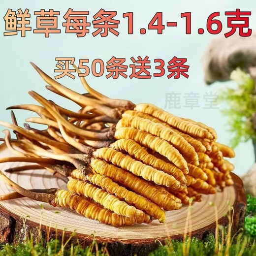 Authentic 2025 first-phase grass fresh Cordyceps sinensis first-crop Cordyceps 0.8g/root fresh Cordyceps SF cold chain delivery Tibetan fresh grass 1.4-1.6g 50 pieces per root and get 3 pieces