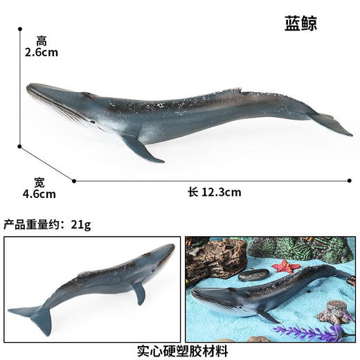 慕微儿童认知仿真淡水鱼海洋动物模型鲟鱼中华鲟模型玩具实心摆件手办 M-3897中号蓝鲸