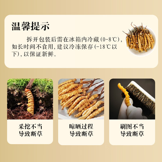 Shanwei Cordyceps sinensis 1g Grass Broken Hergle lyophilisé High-Clean Cordyceps sinensis à haute altitude auto-utilisation abordable (5-7 pièces 1 gramme)