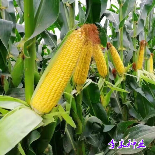 Fruit corn seeds super sweet fresh edible big stick without residue Beijing Sihai Seed Industry Golden Crown 597 corn seed original Golden Crown 597 fruit corn 100g X1