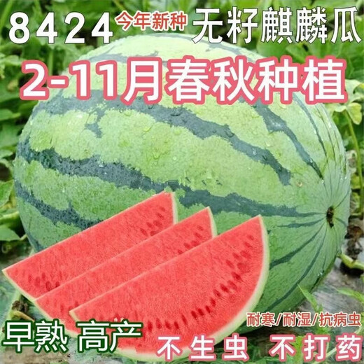 8424 Kirin watermelon seeds, seedless, high-yield rock sugar, lazy watermelon seeds, southern four-season vegetable and fruit seeds, Huayu original color pack, 2 packs, about 100 capsules