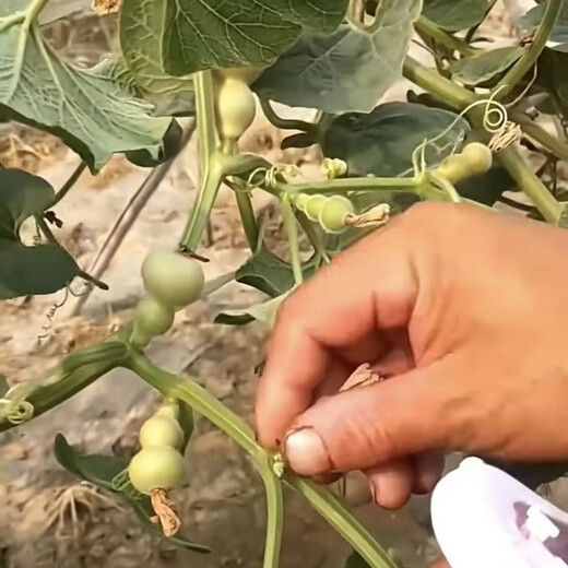 Caoli Golden Gourd Seeds Potted Wenwan Gourd Extra Small Mini Caoli Golden Gourd Ornamental Bracelet Gourd Seeds This year’s new variety Caoli Golden Gourd Seeds Grain Selection 1 pack of about 23 capsules ++ products