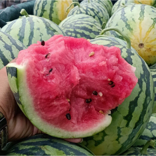 Kirin Meidu watermelon seeds with thin skin, crack-resistant, few seeds, super sweet and crispy 8424 round watermelon Meidu watermelon seeds, 200 pieces original Kirin Meidu