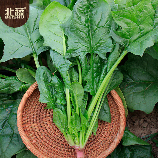 Beishu spinach seeds with large leaves and red roots, winter and spring cold-resistant four-season vegetable seeds, spinach seeds with red roots and large leaves 50g