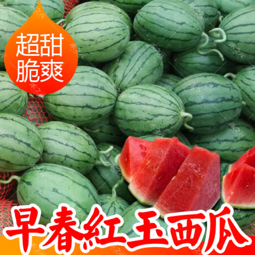 Early spring ruby watermelon seeds Japanese fruit seeds sown in four seasons super sweet small watermelon seeds spring Japanese imported early spring ruby No. 1 200 original capsules
