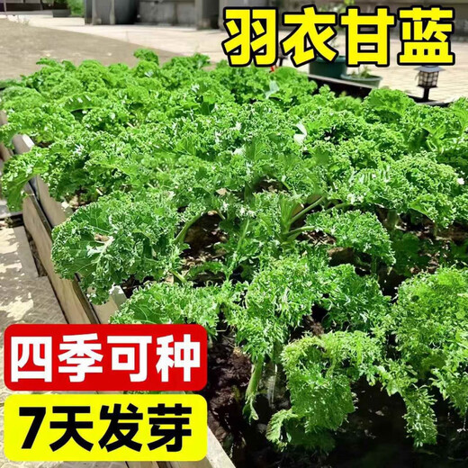 Tianfen kale seeds, four-season balcony cold-resistant edible olive vegetables, easy-to-grow potted high-calcium vegetable seeds in the field, high-nutrition green kale seeds, 10 capsules