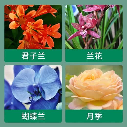 New Zealand imported fermented bark Orchiata pine bark decomposed pine phosphorus orchid plant material nutritional soil New Zealand pine bark 9-12mm 5L package