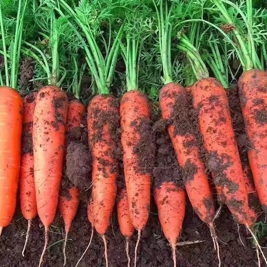 Nine-inch three-red carrots, summer and autumn heat-resistant and cold-resistant fruits and vegetables, radish, crispy and sweet for all seasons, garden carrots for all seasons, nine-inch carrot seeds, new varieties, high-quality varieties, 2 packs, about 2066 seeds