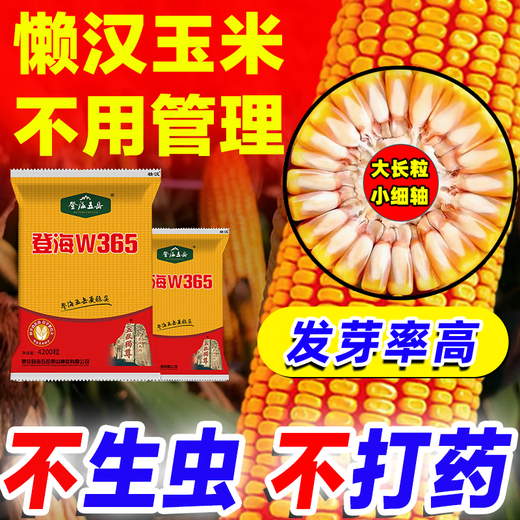 Высокоурожайные семена кукурузы Zhuanghan Denghai W365, короткий стебель, устойчивость к полеганию, одобренные на национальном уровне двойные двойники, новый засухоустойчивый сорт, Баоми, Denghai Free Chemical Control King, 4100 капсул