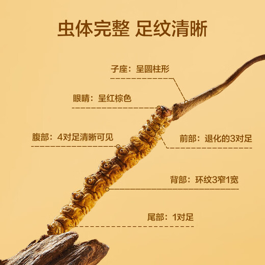 京东京造 冬虫夏草10克断虫草特大号断草虫草实惠装 老年人营养品送礼