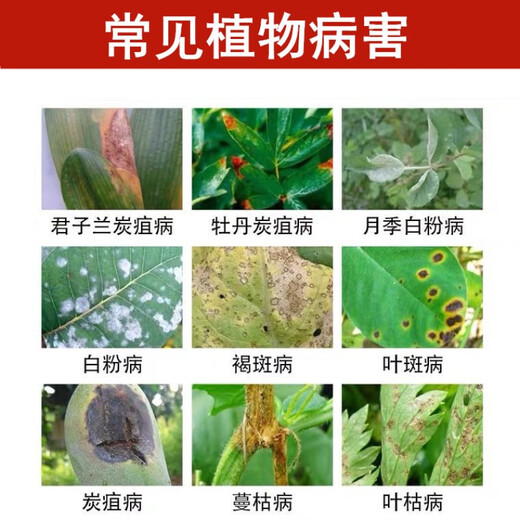 Dafusheng carbendazim fungicide carbendazim succulent plant flower medicine chlorothalonil, root rot and root rot fungus removal and sterilization general purpose 400g