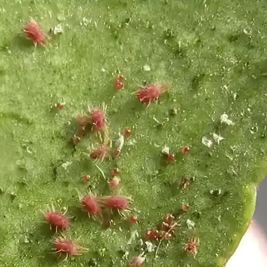 Special medicine to kill red spider mites, citrus tree red spider insecticide to kill thorn rose flowers, red spider mite medicine 2 bottles