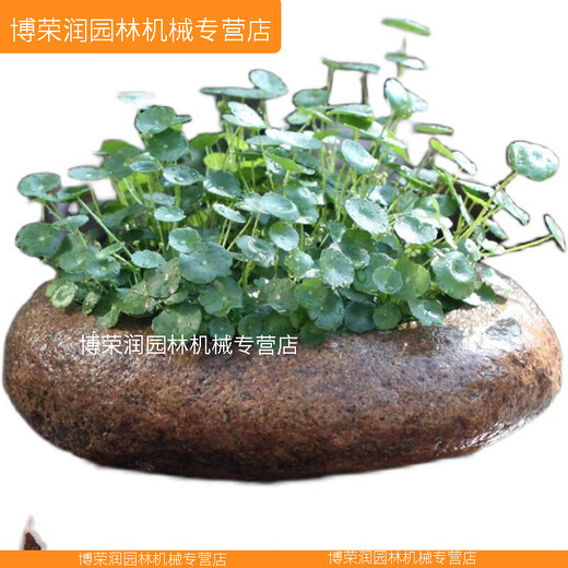 XMSJ优质原花盆花器盆景盆菖蒲铜钱草专用盆文竹盆栽水仙盆石器 升级No.9435