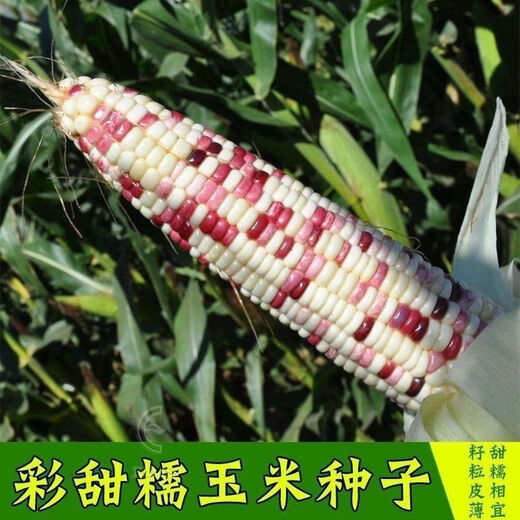 National Approval Super Sweet Colorful Waxy Corn Seeds Flowery Waxy Corn Seeds Colorful Cloud Sweet Waxy Corn Farmers High Yield National Approval Colorful Waxy Corn Seeds 3 packs of about 150 grains