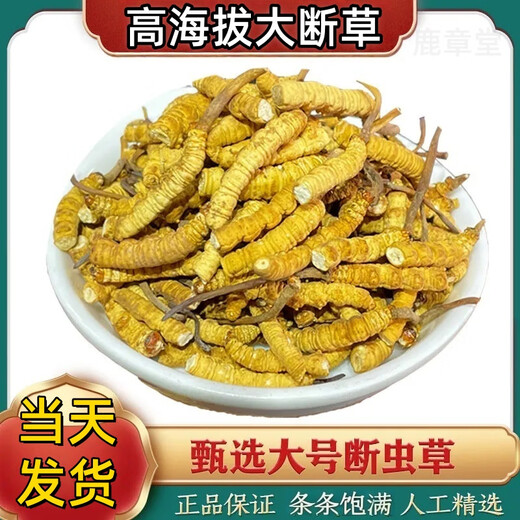 Véritable cordyceps cordyceps sinensis grande herbe brisée haute altitude brisée cordyceps 2025 Premier chaume nouveau auto-usure grande cordyceps cassé naqu high altitude cassée cordyceps 10g pack