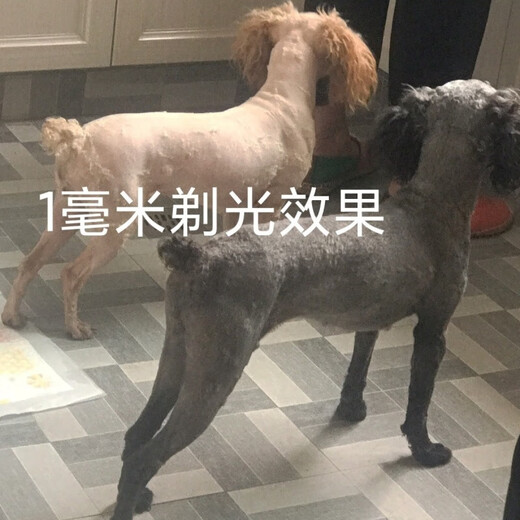 Codos electric hair clipper hair cutting head Codos 9200 9600 9700 universal pet 3mm (upgraded black ceramic) oil delivery low-foot model (common to most clippers)