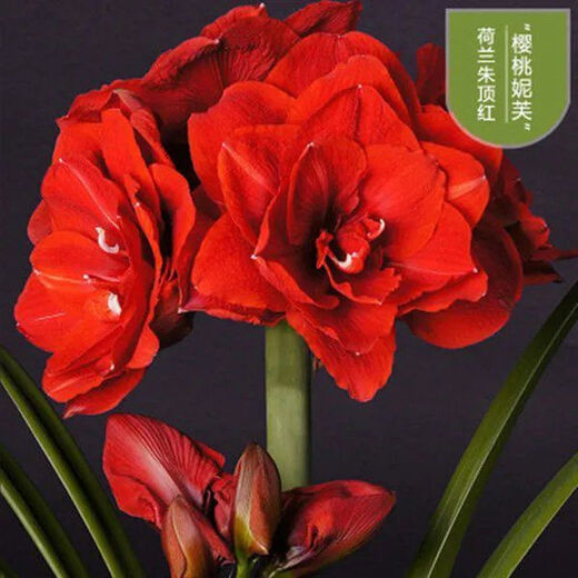 Imported amaryllis seed bulbs, large ball potted flower seedlings, double amaryllis seeds with buds for all seasons, green plants and flowers 8. Elf seed bulb circumference 15-18cm