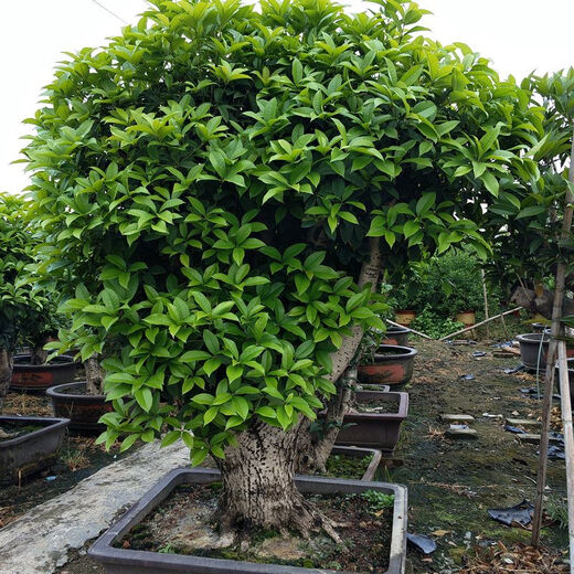 Las plántulas de Osmanthus, todas las estaciones, la fragancia de Osmanthus, las flores frescas se pueden comer, el período de floración es de aproximadamente 200 días, plantación fácil de interior y exterior, Sigui 854