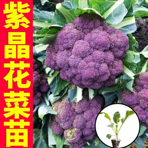 Shouguang version of purple cauliflower seedlings Amethyst No. 1 cauliflower seeds loose cauliflower broccoli four-season potted seedlings first-class seedlings Amethyst cauliflower seedlings 12 plus a pack