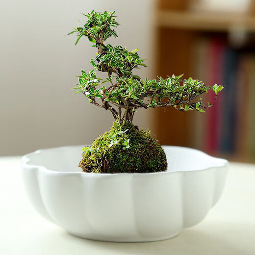 幸悦苔藓球花盆文竹无孔水样陶瓷创意家用紫砂中式禅意办公室摆件盆景 TX小号平口JW1098灰砂 陶瓷