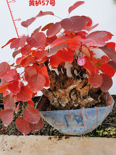 Huangzhu Bonsai natürlicher alter Haufen seltsamer Haufen reife Haufen Peking Xiangshan Rotblatt Stumpf Winter Winter kalt-resistent real huangzhu 3887 Nr. 3887 Kein Topf ohne Topf