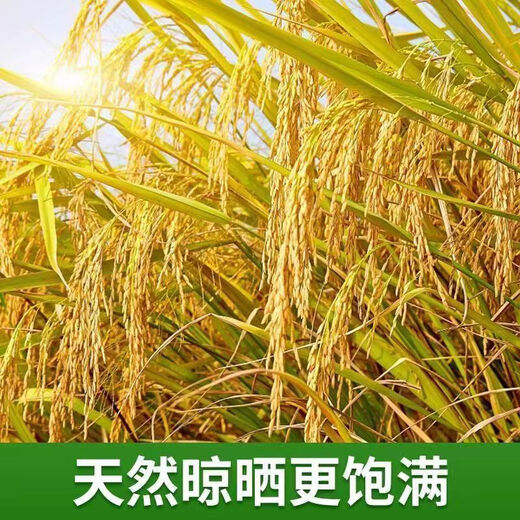 Feeding grains for chickens. Brother Jun feeds chickens. Cheap rice, new rice, rice for chickens, pigeons, fighting cocks, hamsters and duck food. 0.6Jin Jin is equal to 0.5kg 0.3KG