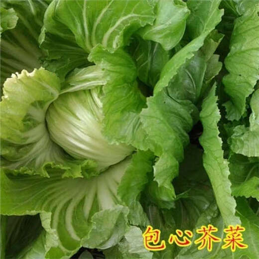 Packed Mustard Seeds, Big Meat Cabbage, Mustard Seeds, Pickled Vegetable Buns, Easy to Grow Delicious Vegetable Seeds, Packed Mustard Seeds 100g