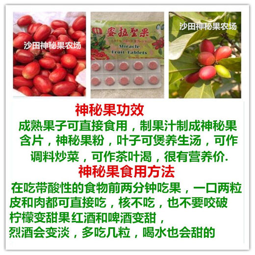 Mysterious fruit seedlings bloom in all seasons and bear fruit in the same year. The fruit seedlings turn into sweet potted plantings in Dongguan for 13 years. 6 and a half years. 5012. Under 15cm.