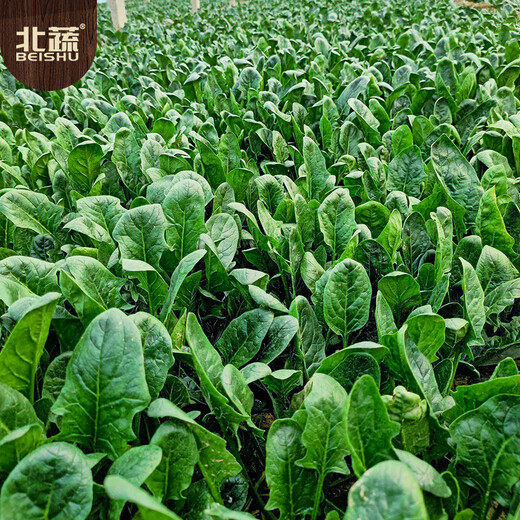 Beishu spinach seeds with large leaves and red roots, winter and spring cold-resistant four-season vegetable seeds, spinach seeds with red roots and large leaves 50g