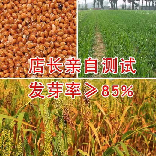 Семена желтого проса, семена желтого риса крупные, семена желтого риса, метлы, семена проса, очищенные зерна клейкого риса, рисовые клецки, семена клейкого проса Lvbao, оригинал 50г, 1 пакетик