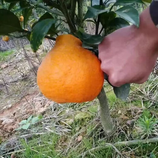 Authentic Sichuan Chunjian tangerine seeds, fruit tree dada tangerine, southern ugly tangerine seeds, planted in the north and south, tangerine seeds, two packs of about 20 pieces