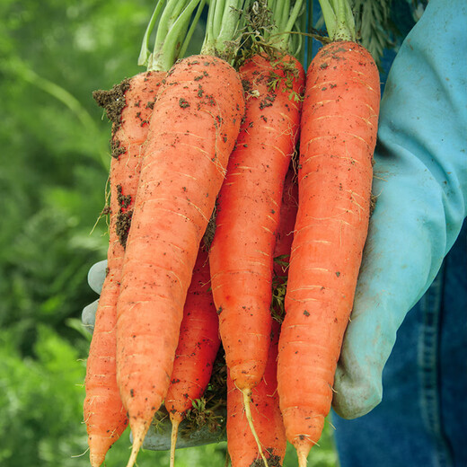 Jingxiansheng Shandong fresh carrots with mud, net weight 3Jin Jin is equal to 0.5kg, single fruit 150g+, straight from the source