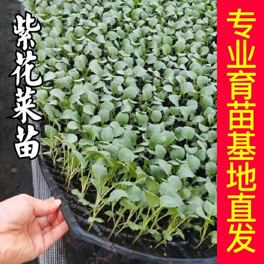 Shouguang version of purple cauliflower seedlings Amethyst No. 1 cauliflower seeds loose cauliflower broccoli four-season potted seedlings first-class seedlings Amethyst cauliflower seedlings 12 plus a pack