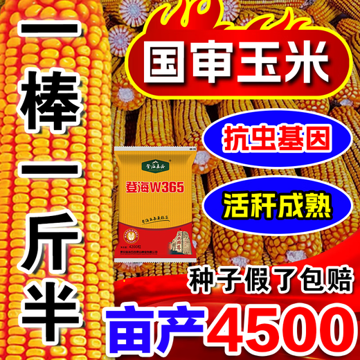 Высокоурожайные семена кукурузы Zhuanghan Denghai W365, короткий стебель, устойчивость к полеганию, одобренные на национальном уровне двойные двойники, новый засухоустойчивый сорт, Баоми, Denghai Free Chemical Control King, 4100 капсул