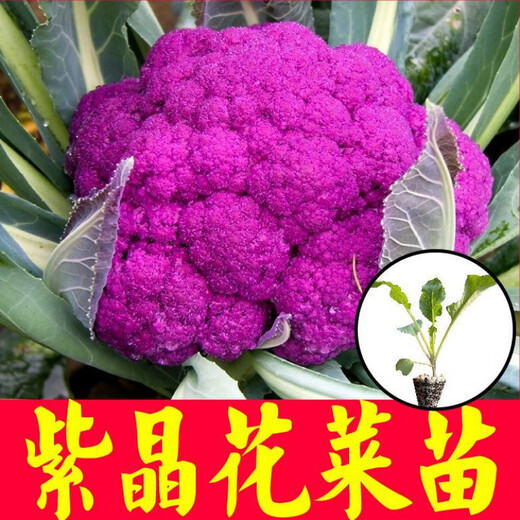 Shouguang version of purple cauliflower seedlings Amethyst No. 1 cauliflower seeds loose cauliflower broccoli four-season potted seedlings first-class seedlings Amethyst cauliflower seedlings 12 plus a pack