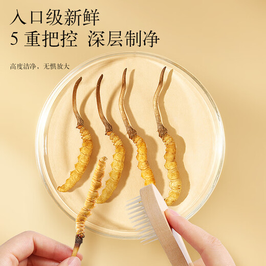 Tongrentang Brand Beijing Tongrentang Fresh Cordyceps Cordyceps Cordyceps Boîte-cadeau Fresh Cordyceps sans cadeaux de l'herbe cassée pour les aînés 1 boîte 40,5g 3a Cordyceps frais 50 0,8-1 G / T