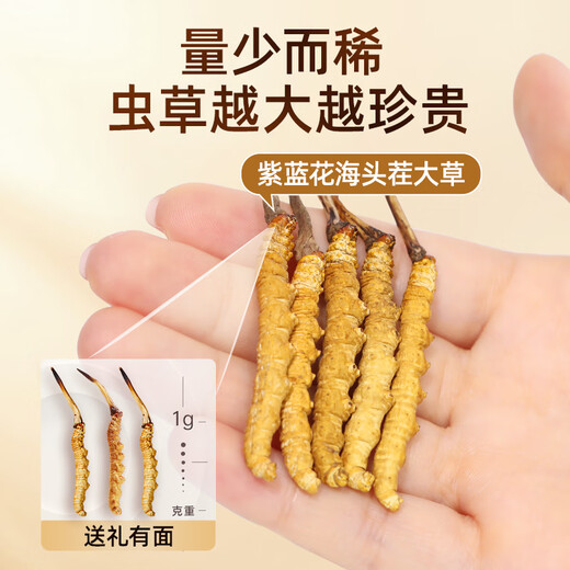 紫蓝花海冬虫夏草 3-4根/g 1g 新干高品质虫草滋补品尝鲜【健康礼盒】