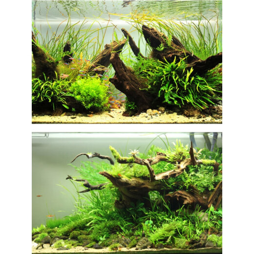 
JPHZNB purple teak wood fine 45-60cm natural fish tank landscaping sinking wood large tree stump sunburn turtle platform aquarium decorative wood royal blue 16856