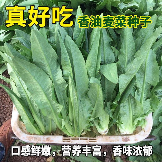 Shanghai green seeds for all seasons, small green vegetables, chicken feathers, fast vegetables, small cabbage, rapeseed, heat-resistant, wet-resistant and cold-resistant, for field use, original fragrance lettuce seeds, about 1500 capsules, 1 pack
